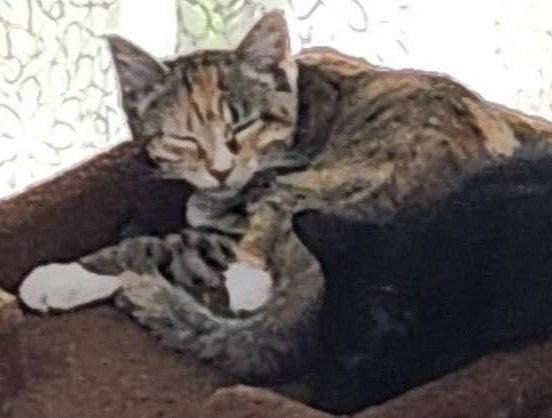 Dylan, Adoptable, Kitten Female Domestic Short Hair.