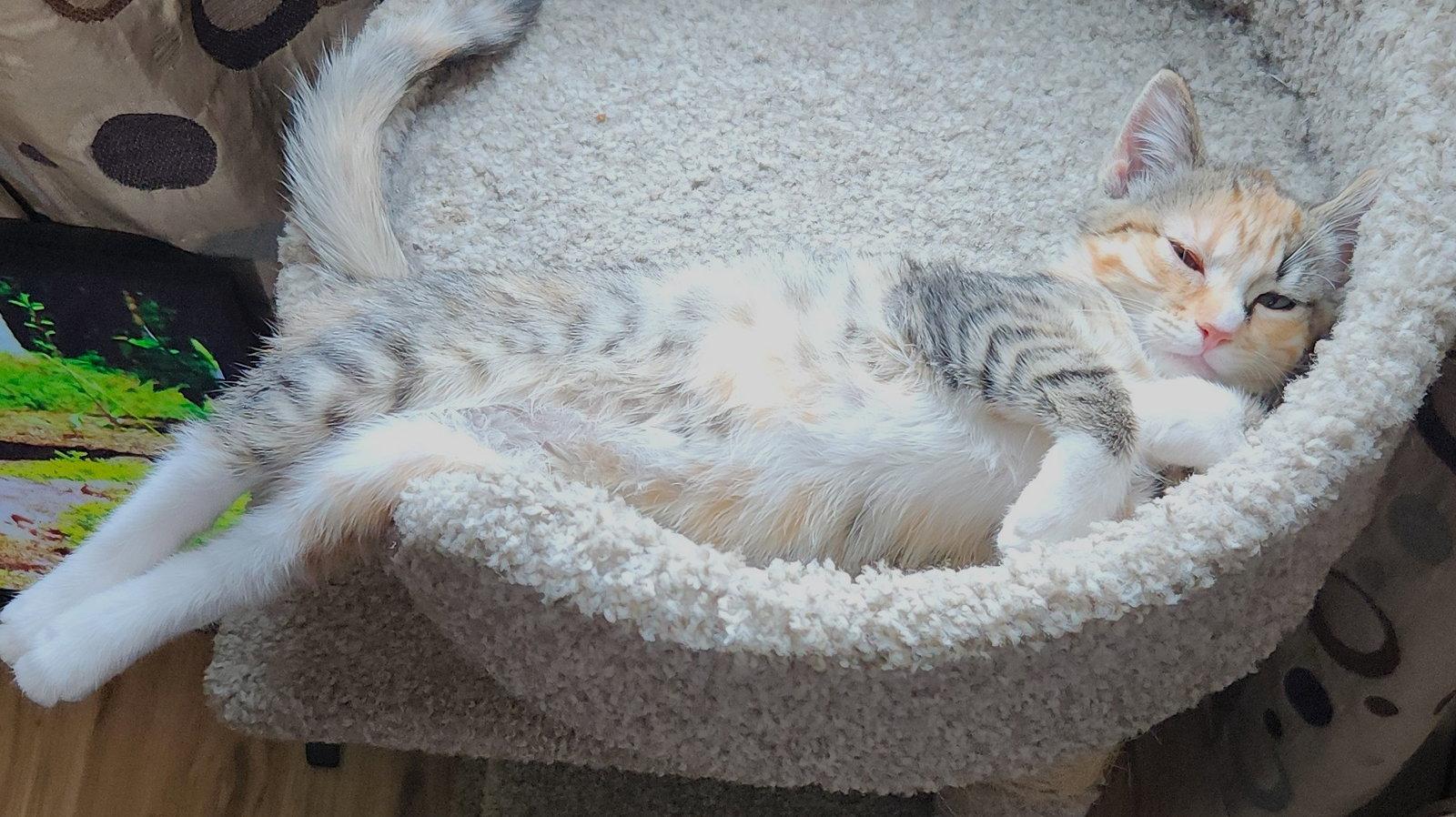 Dylan, a Adoptable Domestic Short Hair in Shawnee, KS image 2/3