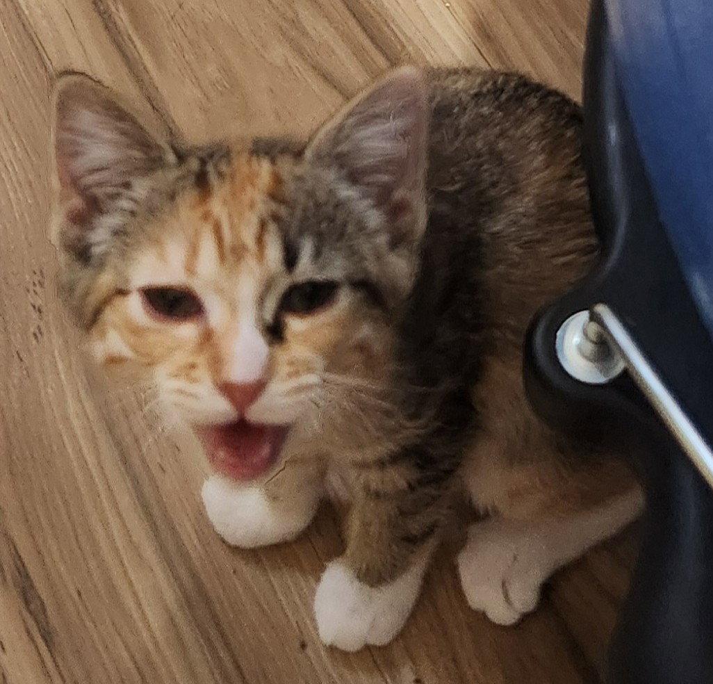 Dylan, a Adoptable Domestic Short Hair in Shawnee, KS image 3/3