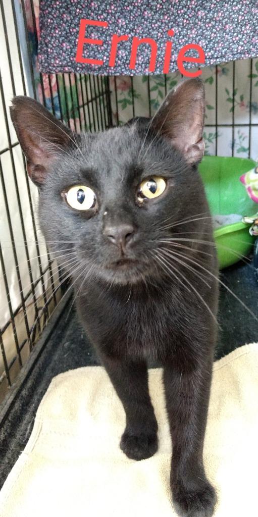ERNIE, Adopted, Adult Male Domestic Short Hair.