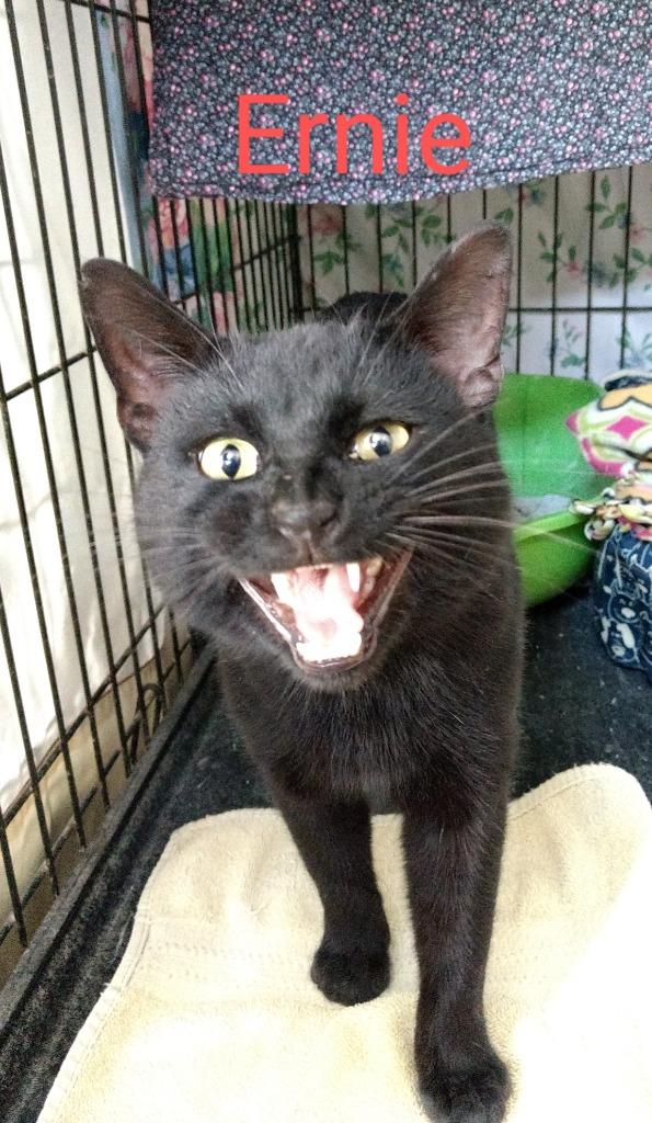 Enlarge ERNIE, a Adopted mixed breed in Muskegon, MI image 2/2