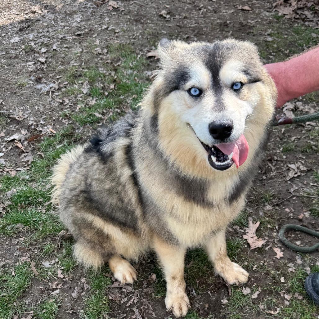 Fudge Swirl, a Adoptable Siberian Husky in Kittanning, PA image 1/5