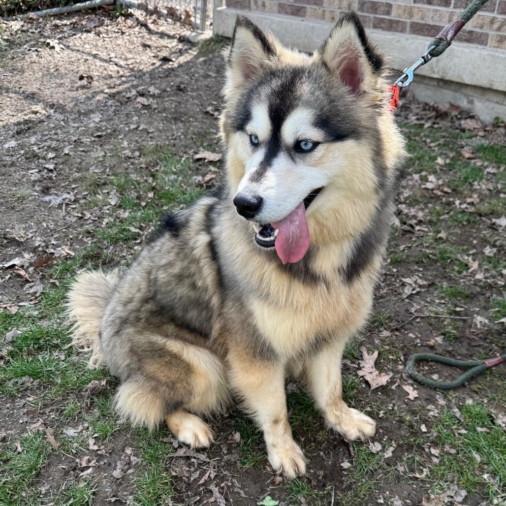 Fudge Swirl, a Adoptable Siberian Husky in Kittanning, PA image 2/5