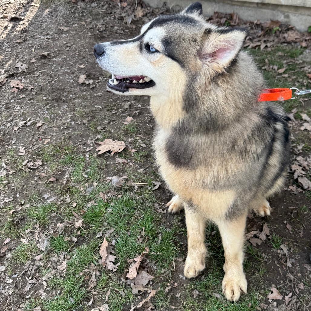 Fudge Swirl, a Adoptable Siberian Husky in Kittanning, PA image 3/5