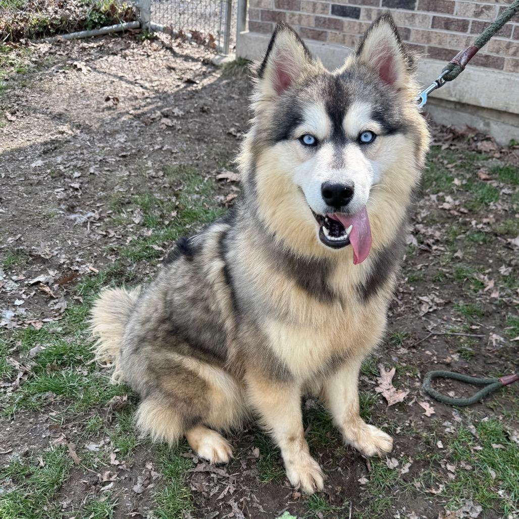 Fudge Swirl, a Adoptable Siberian Husky in Kittanning, PA image 4/5