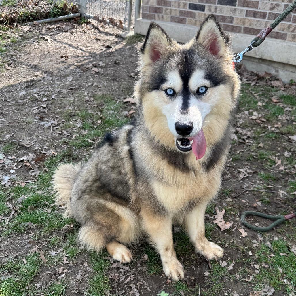 Fudge Swirl, a Adoptable Siberian Husky in Kittanning, PA image 5/5