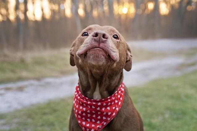 Enlarge THOMAS TEEFS, a Adoptable mixed breed in Belleville, IL image 1/1