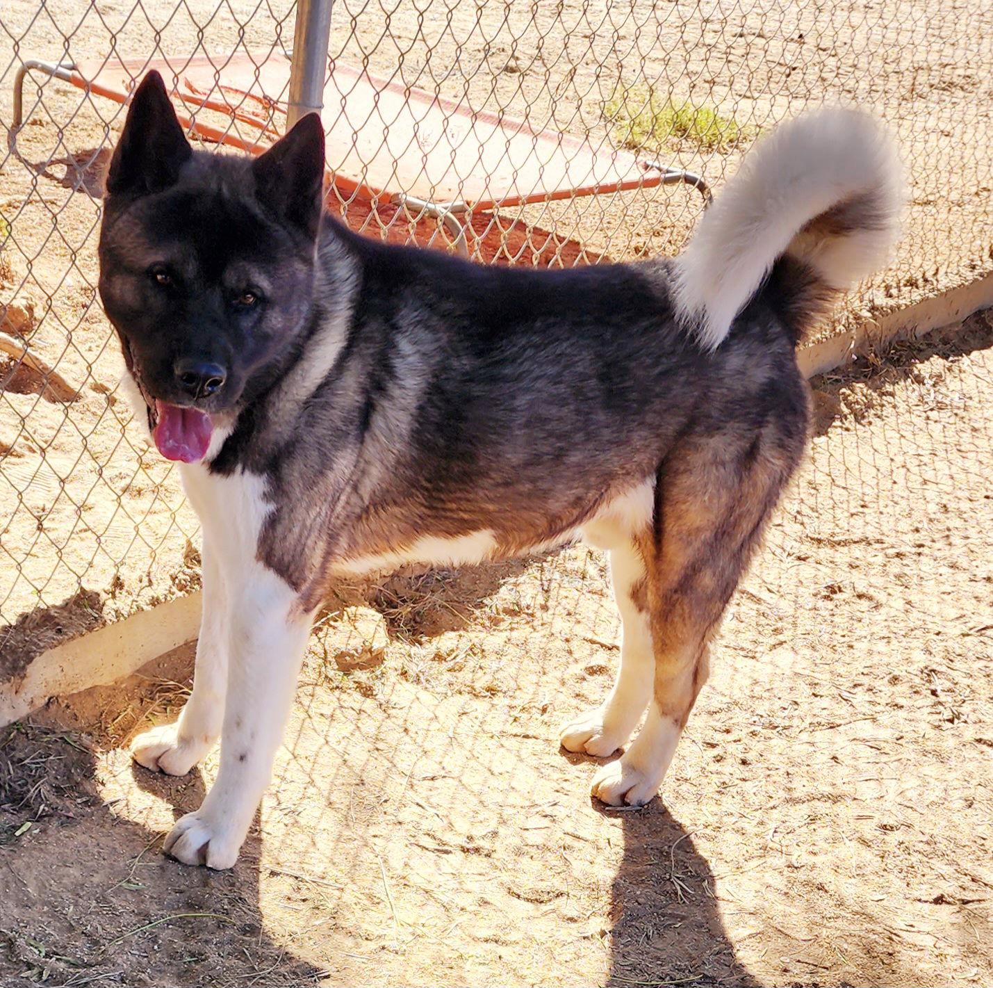 Enlarge Casper, a Adoptable Akita in Romoland, CA image 2/3