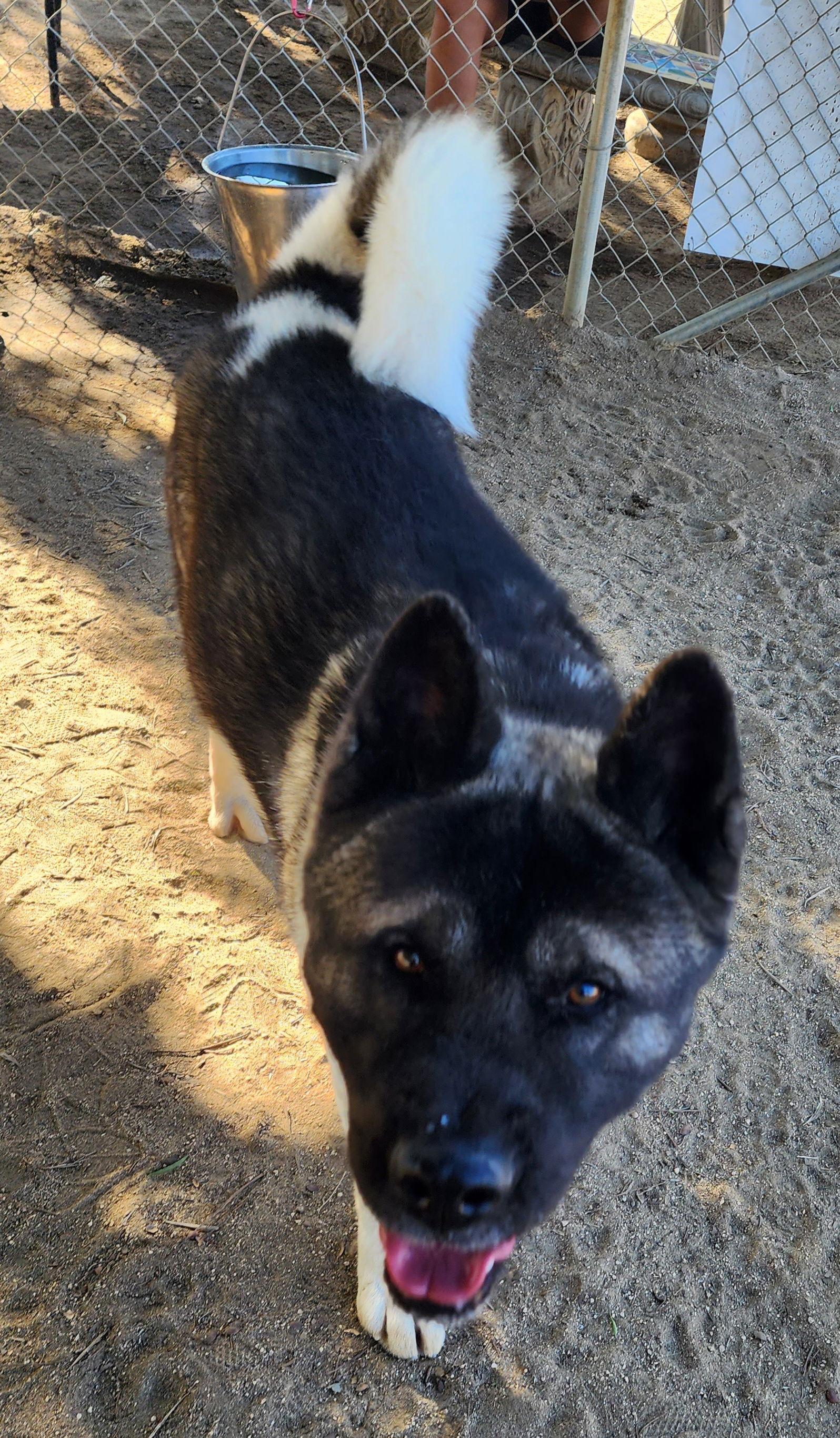 Casper, Adoptable, Young Male Akita.