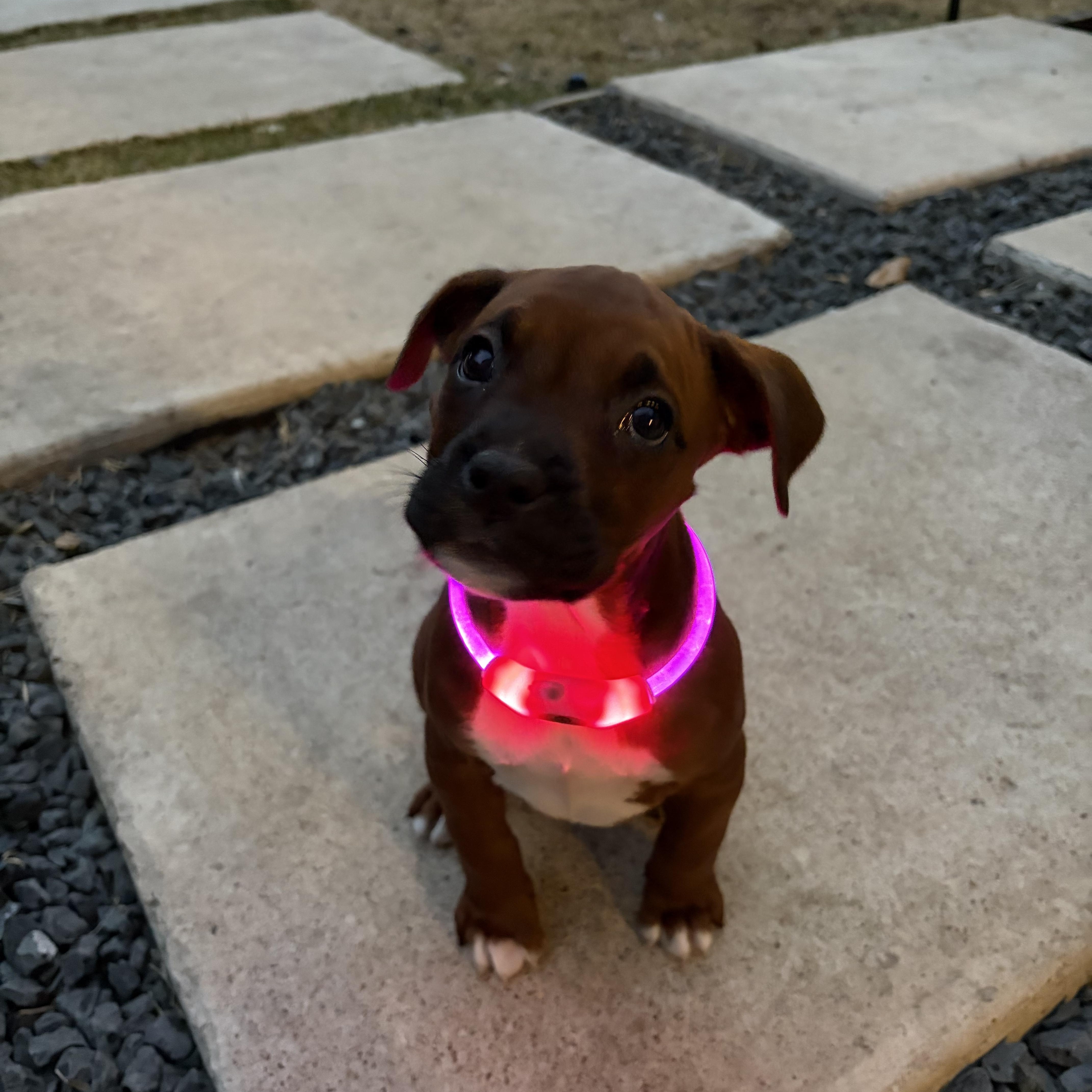 Enlarge Poppy , an adopted mixed breed in Celina, TX image 3/6