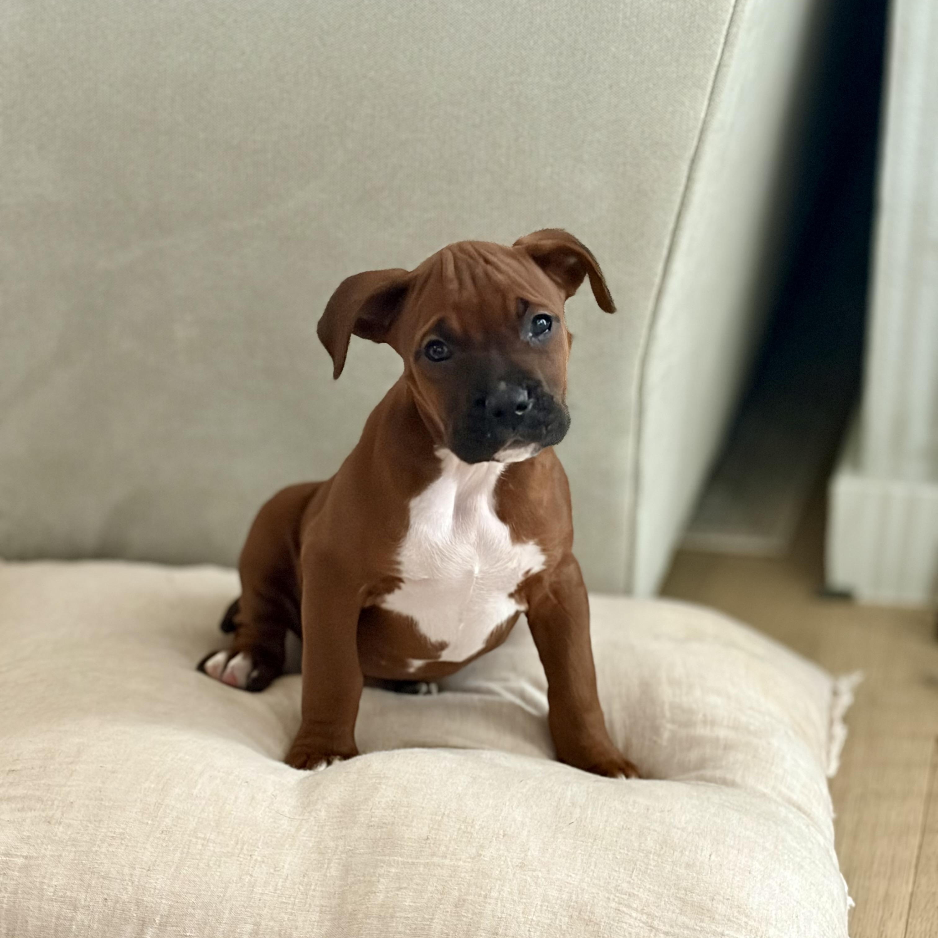 Enlarge Poppy , an adopted mixed breed in Celina, TX image 1/6