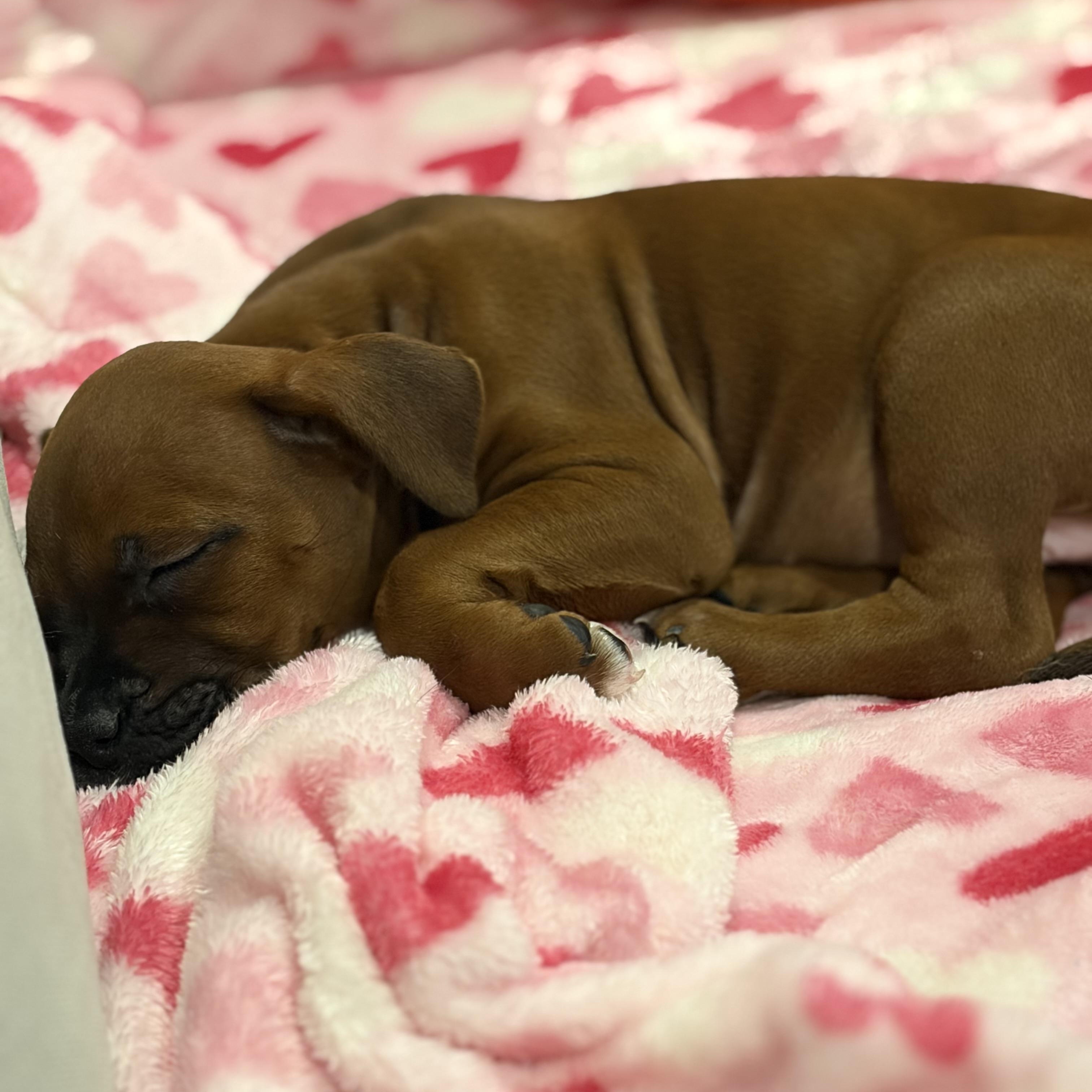 Enlarge Poppy , an adopted mixed breed in Celina, TX image 6/6