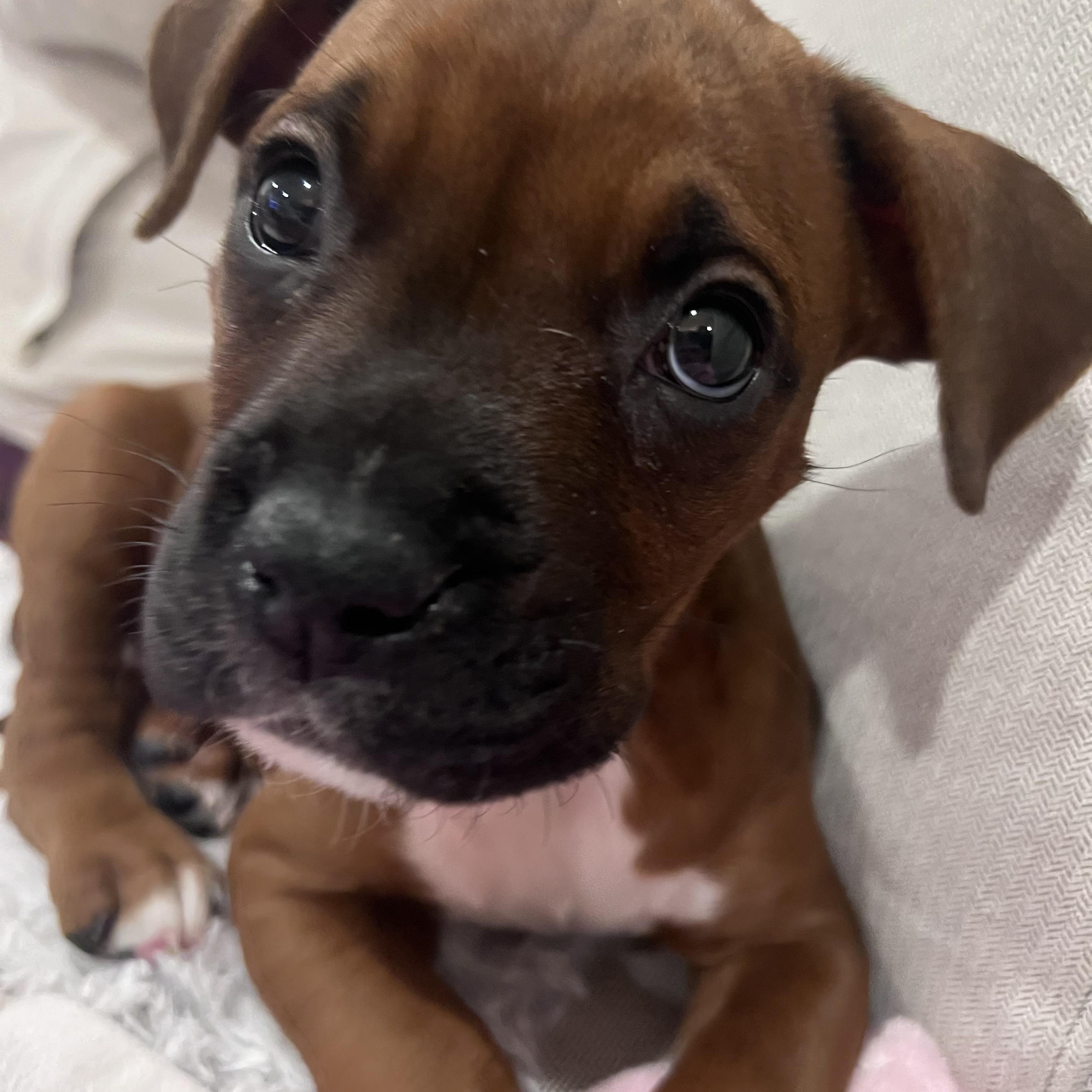 Enlarge Poppy , an adopted mixed breed in Celina, TX image 2/6