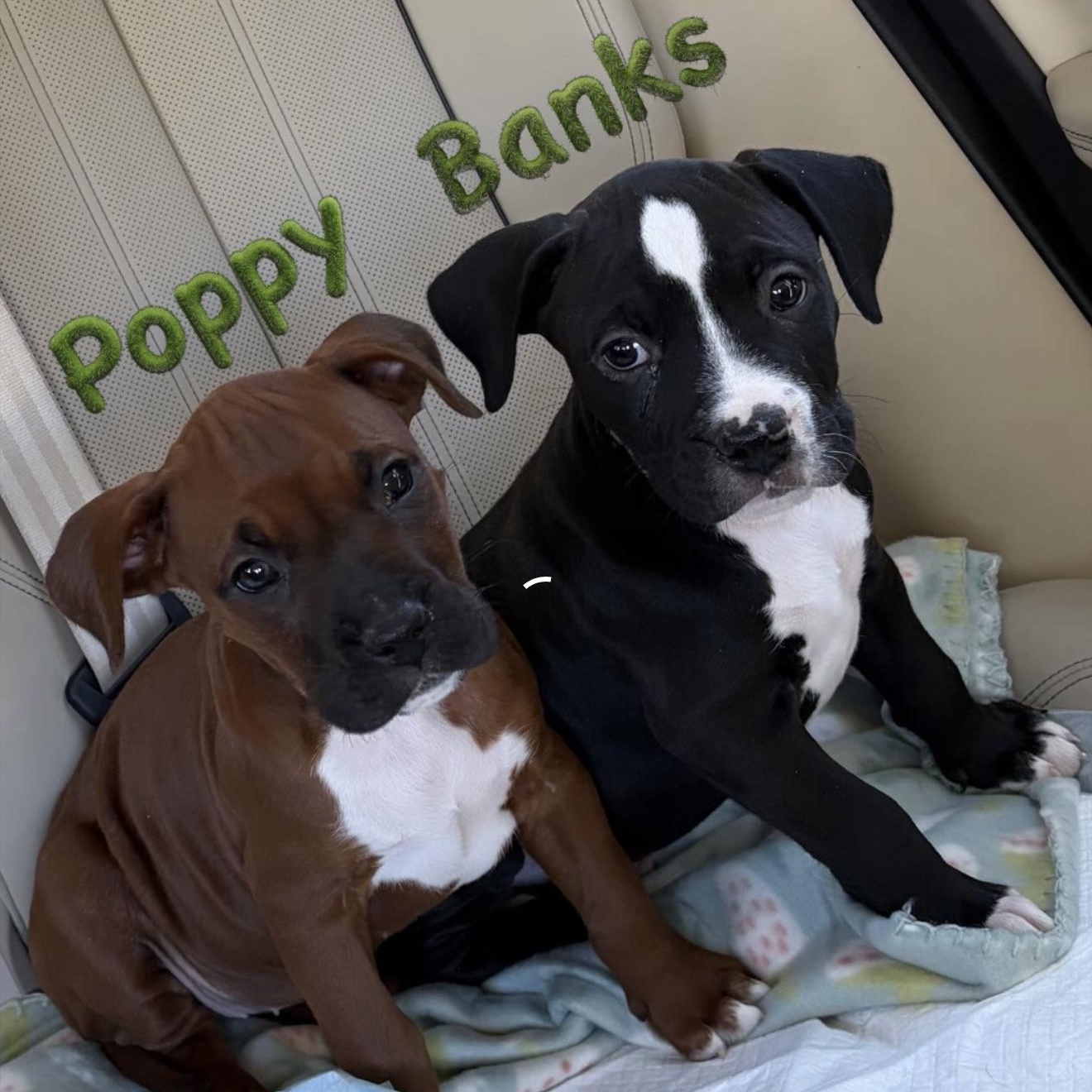 Enlarge Poppy , an adopted mixed breed in Celina, TX image 5/6