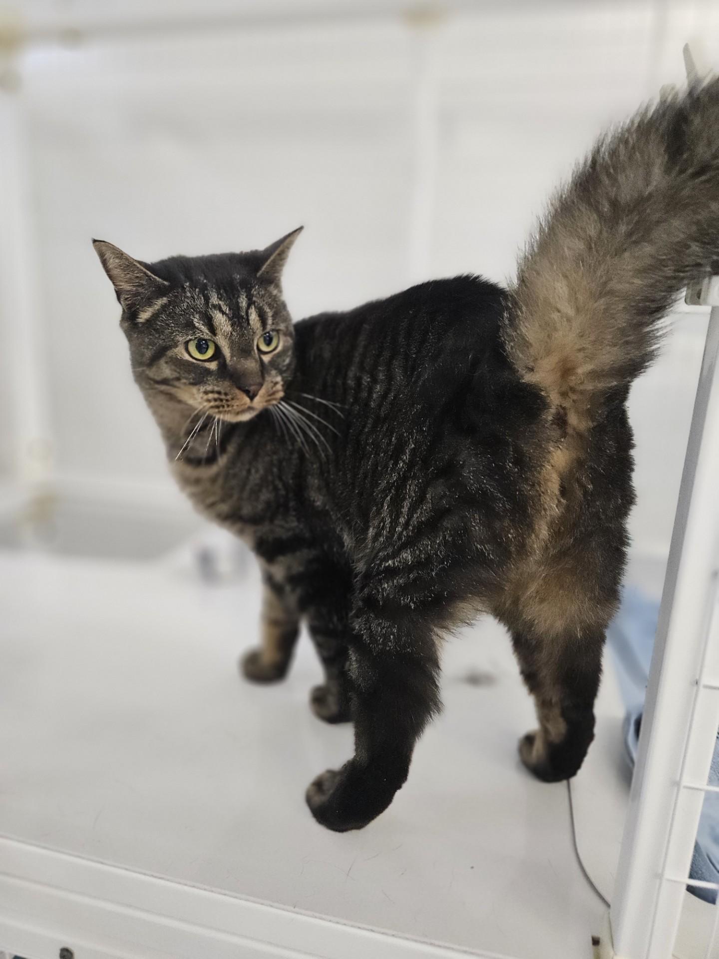 Hershel, ADOPTABLE, Adult Male Domestic Short Hair.