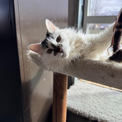 Kia and Poppy, Adoptable, Adult Female Domestic Long Hair.