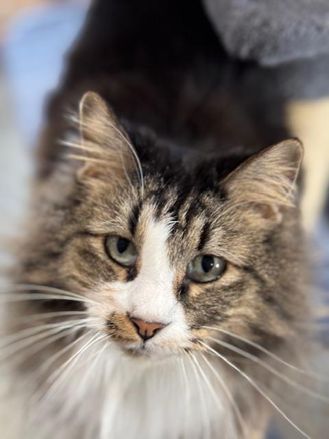 Kia and Poppy, an adoptable Domestic Long Hair in Harrisville, UT, 84404 | Photo Image 1