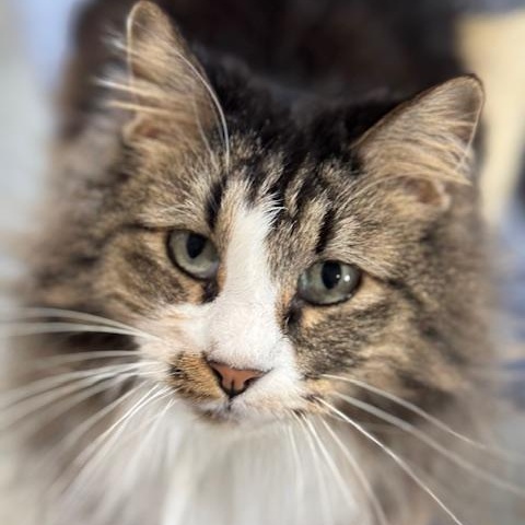 Enlarge Kia and Poppy, a Adoptable mixed breed in Harrisville, UT image 3/5