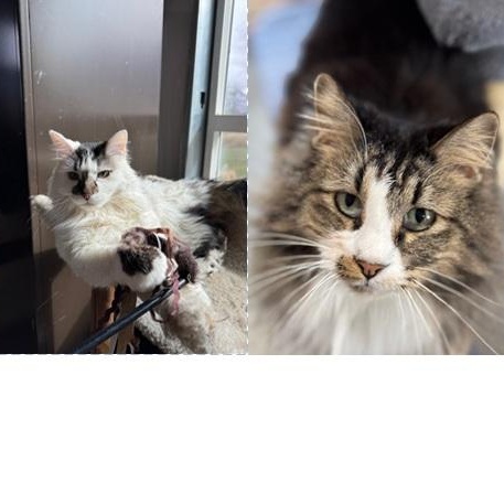 Enlarge Kia and Poppy, a Adoptable mixed breed in Harrisville, UT image 4/5