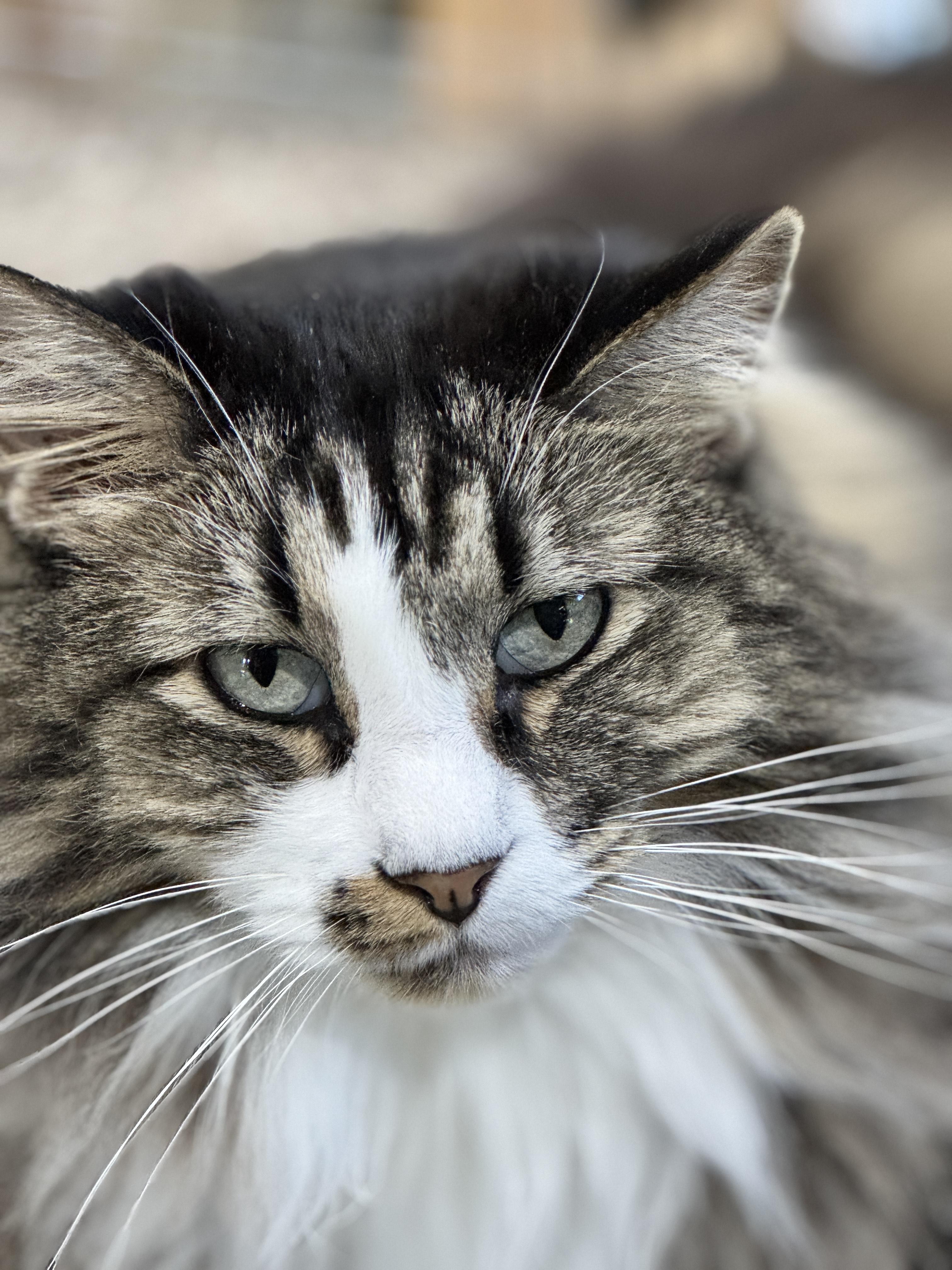 Enlarge Kia and Poppy, a Adoptable mixed breed in Harrisville, UT image 5/5