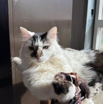 Kia and Poppy, Adoptable, Adult Female Domestic Long Hair.