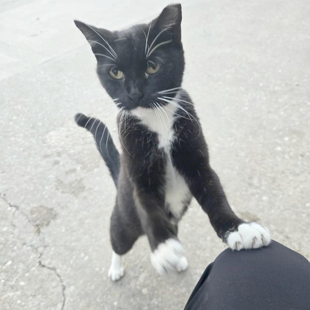 Enlarge Oreo, a Adoptable Domestic Short Hair in Wichita, KS image 1/6