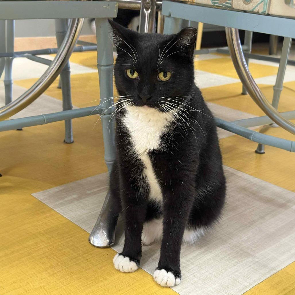 Enlarge Oreo, a Adoptable Domestic Short Hair in Wichita, KS image 4/6