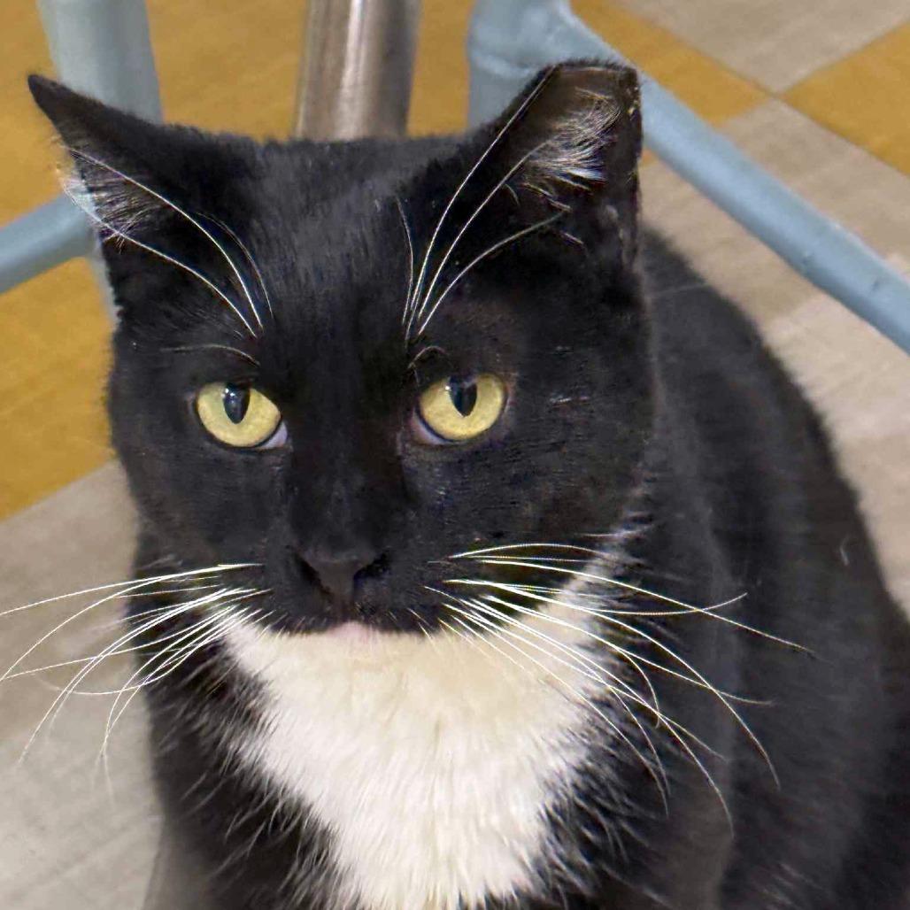 Enlarge Oreo, a Adoptable Domestic Short Hair in Wichita, KS image 5/6