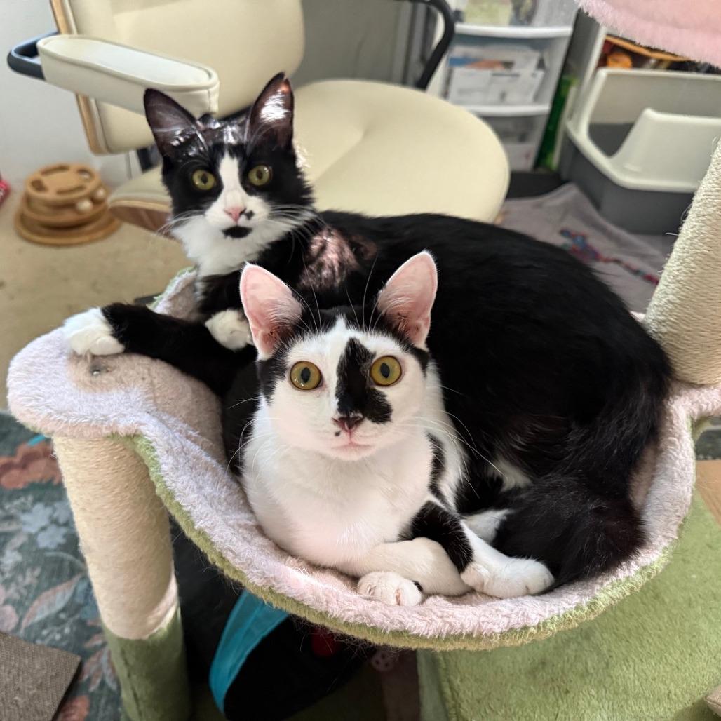 Model Sisters: Naomi, Adoptable, Young Female Domestic Short Hair.
