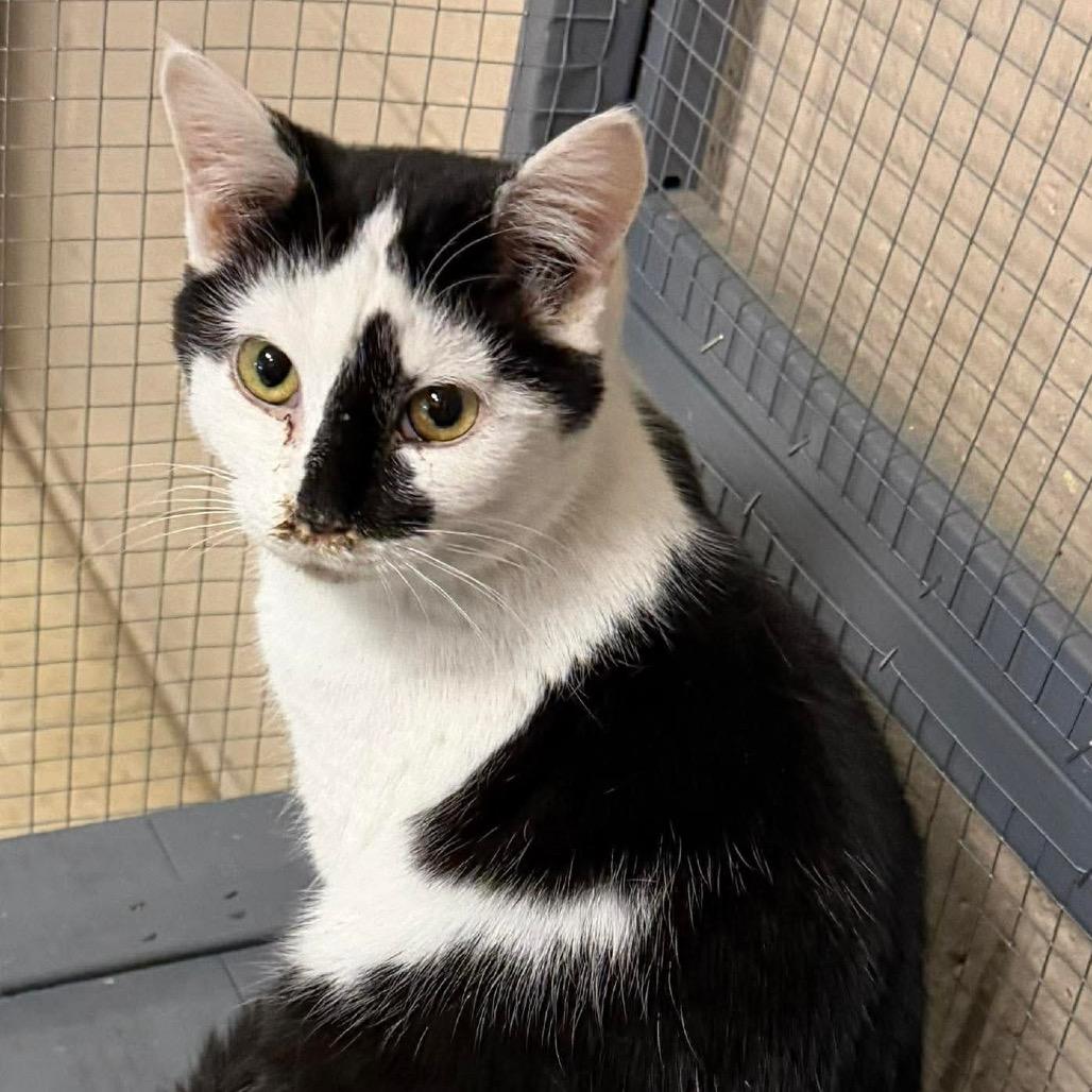 Enlarge Model Sisters: Naomi, a Adoptable Domestic Short Hair in Washington, DC image 1/3