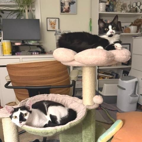 Model Sisters: Naomi, a Adoptable Domestic Short Hair in Washington, DC image 2/6