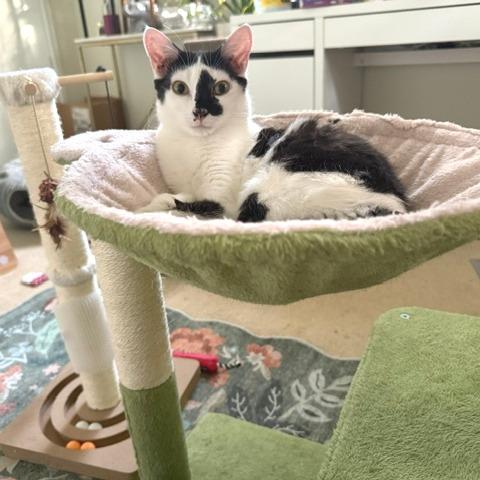 Model Sisters: Naomi, a Adoptable Domestic Short Hair in Washington, DC image 3/6