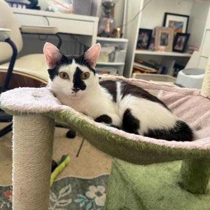 Model Sisters: Naomi, a Adoptable Domestic Short Hair in Washington, DC image 4/6