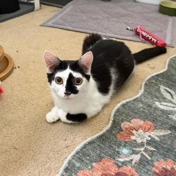 Model Sisters: Naomi, a Adoptable Domestic Short Hair in Washington, DC image 5/6