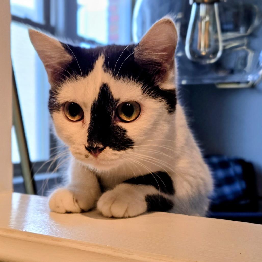 Enlarge Model Sisters: Naomi, a Adoptable Domestic Short Hair in Washington, DC image 2/3