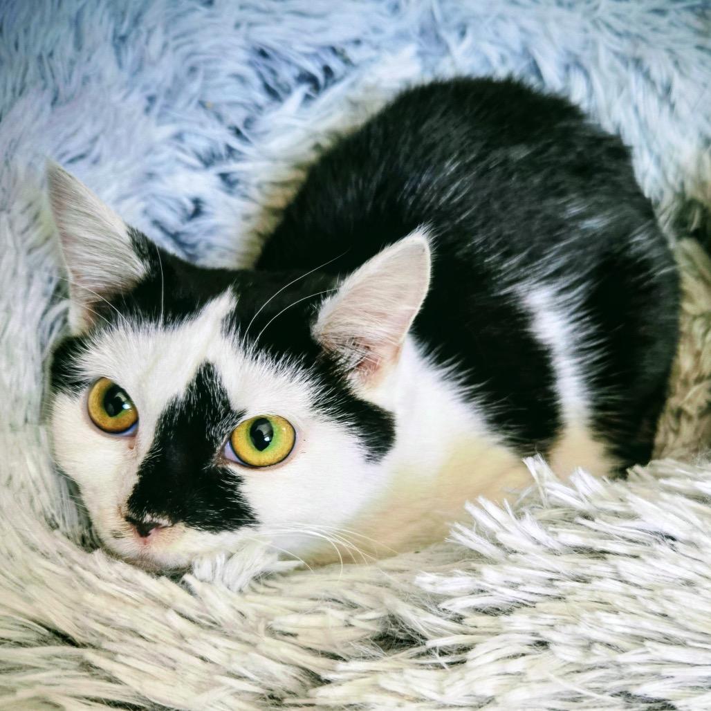 Enlarge Model Sisters: Naomi, a Adoptable Domestic Short Hair in Washington, DC image 3/3