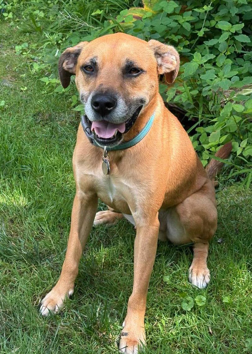 Fergus, Adopted, Puppy Male Hound.