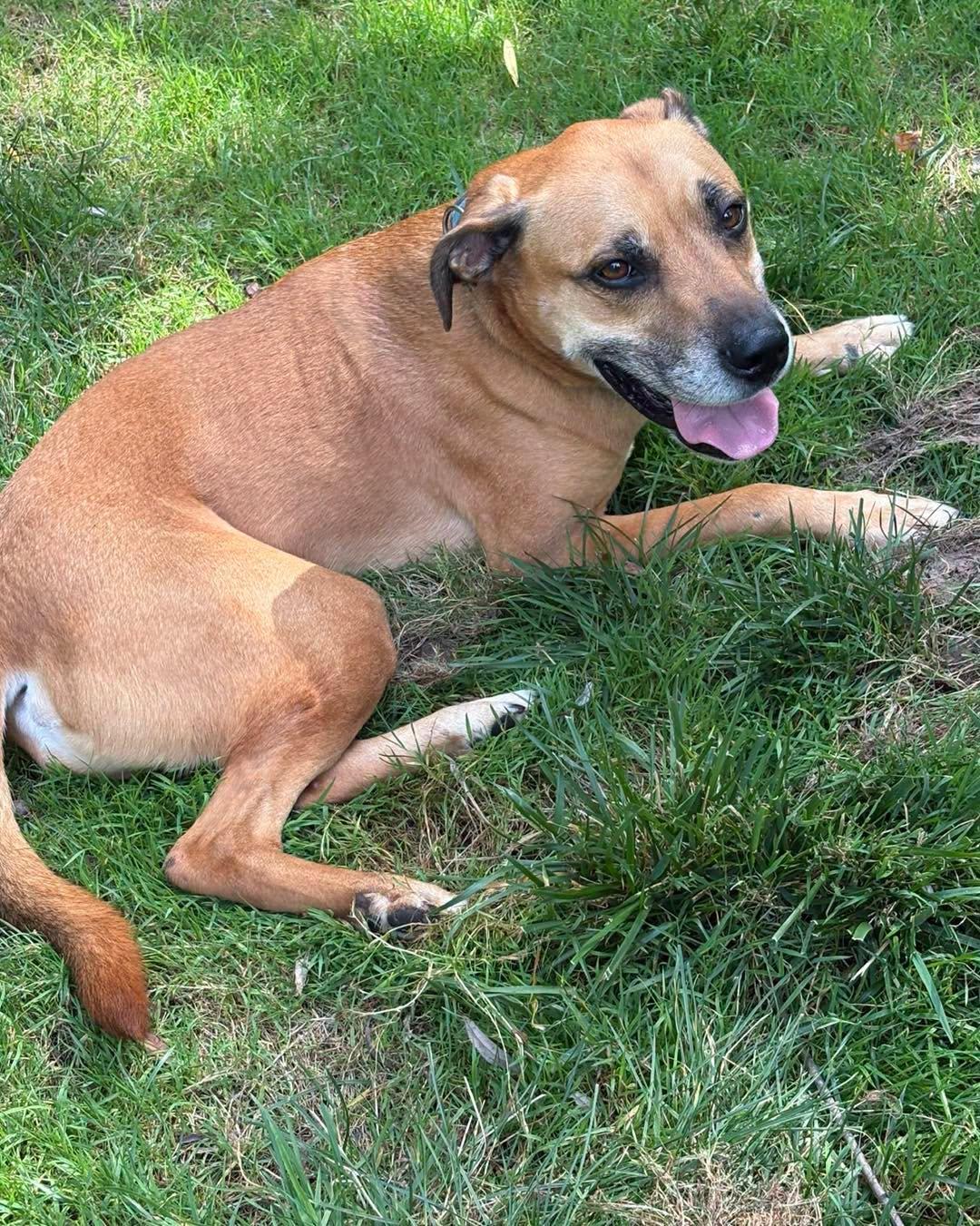 Enlarge Fergus, a Adopted Hound in Chester, NJ image 2/3