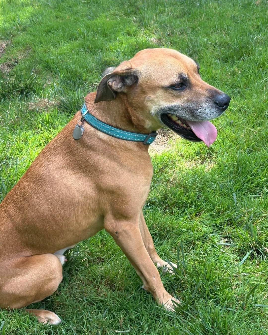 Enlarge Fergus, a Adopted Hound in Chester, NJ image 3/3