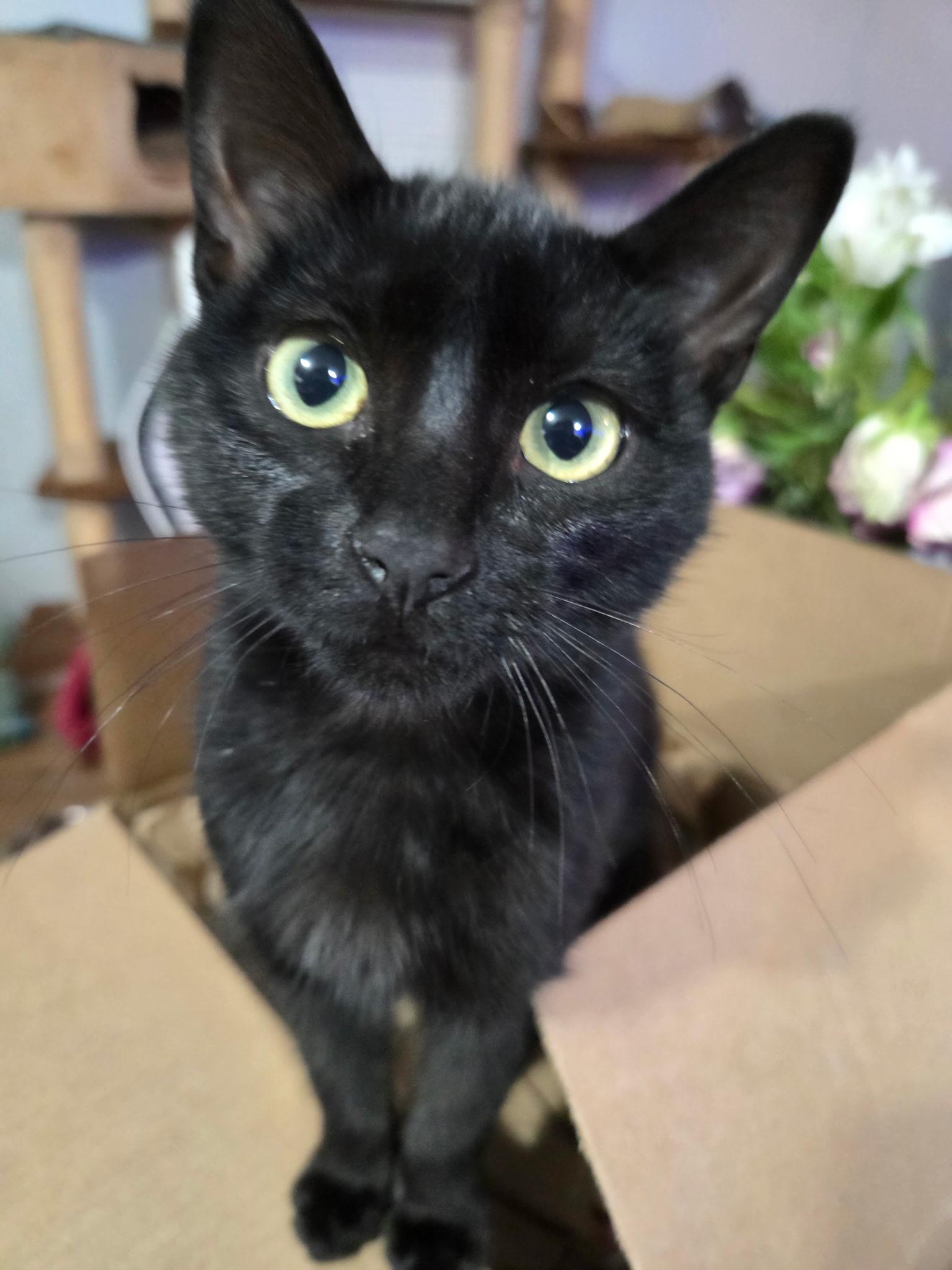 Beany, adopted, Kitten Female Domestic Short Hair.