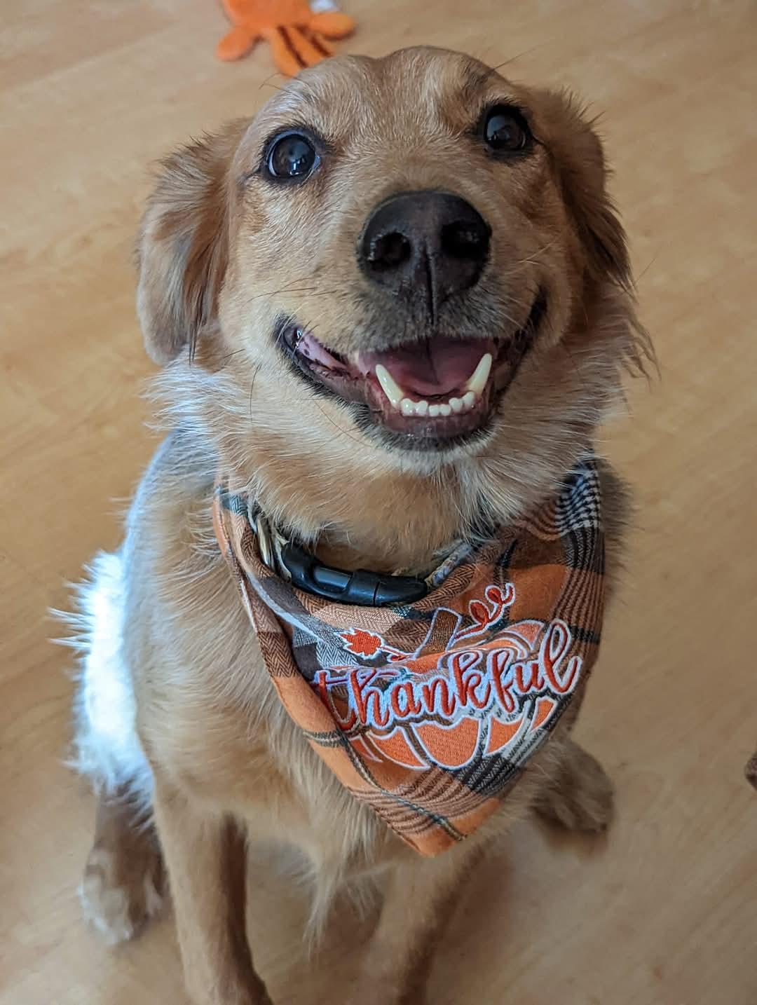 Denver, Adoptable, Adult Male Australian Cattle Dog / Blue Heeler.