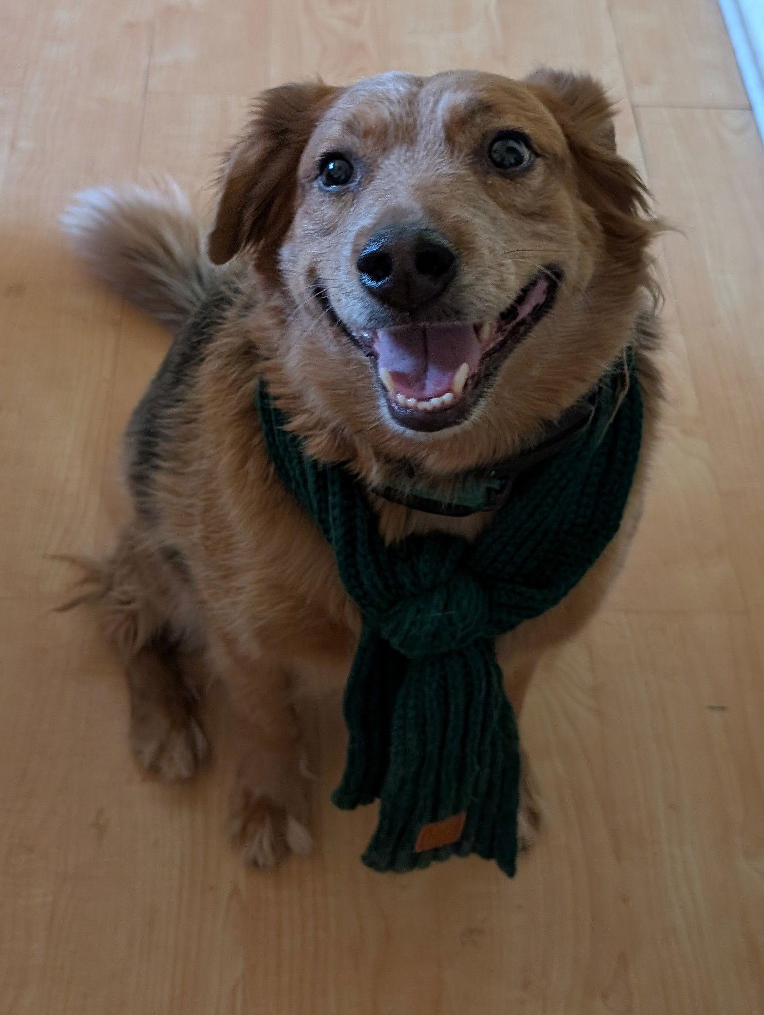 Enlarge Denver, a Adoptable Australian Cattle Dog / Blue Heeler in San Bernardino, CA image 2/3