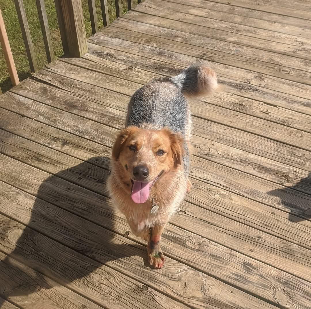 Enlarge Denver, a Adoptable Australian Cattle Dog / Blue Heeler in San Bernardino, CA image 3/3