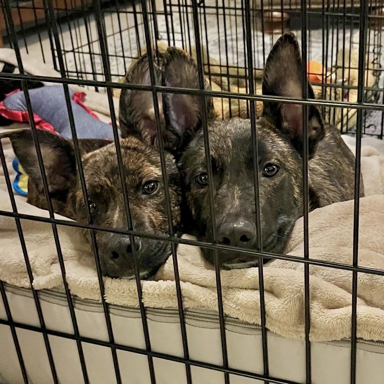 Enlarge Rudy, an adopted mixed breed in Central Islip, NY image 4/5