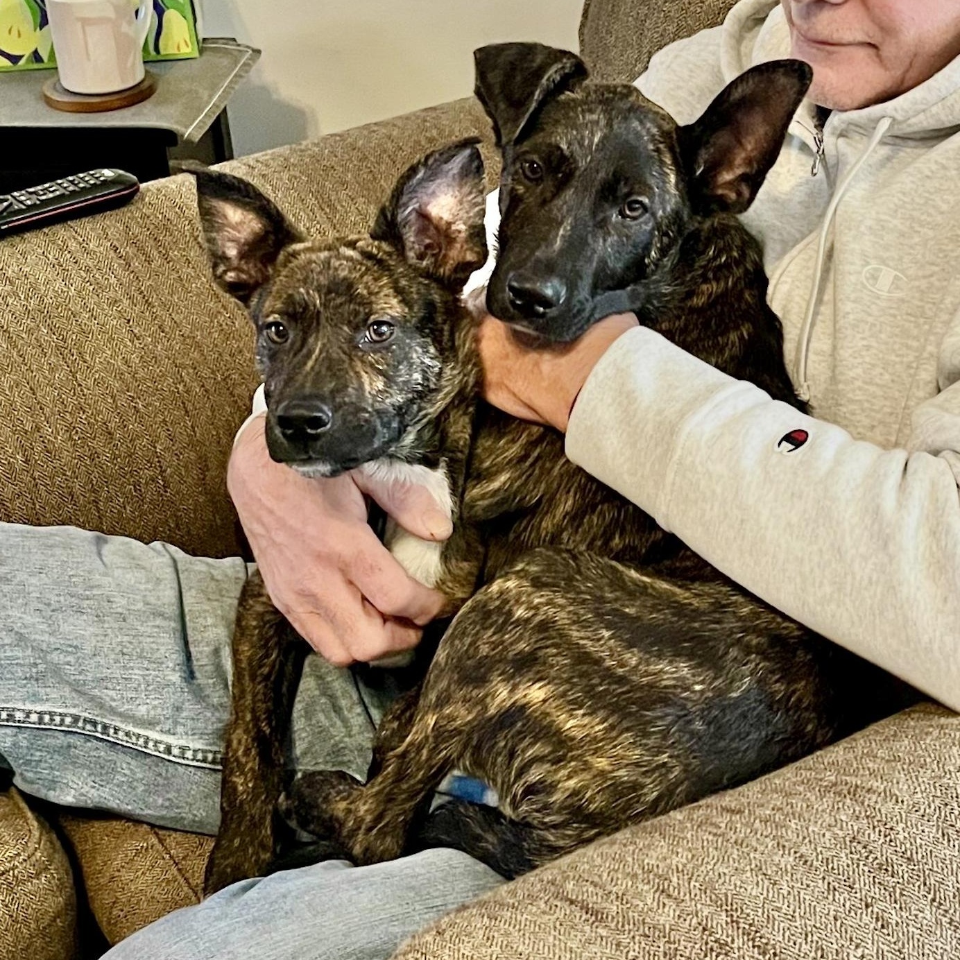 Enlarge Rudy, an adopted mixed breed in Central Islip, NY image 3/5