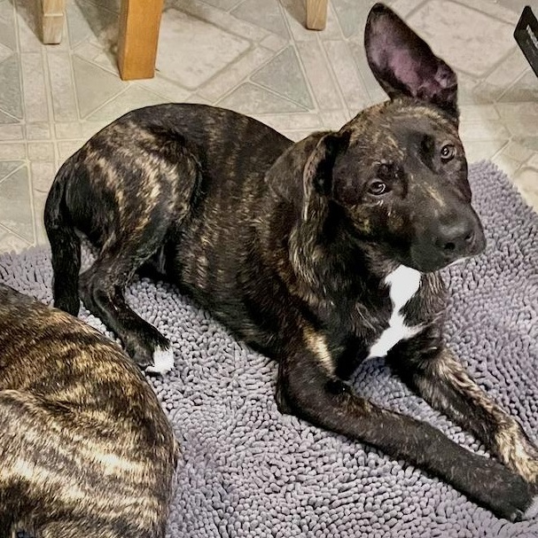 Enlarge Rudy, an adopted mixed breed in Central Islip, NY image 1/5