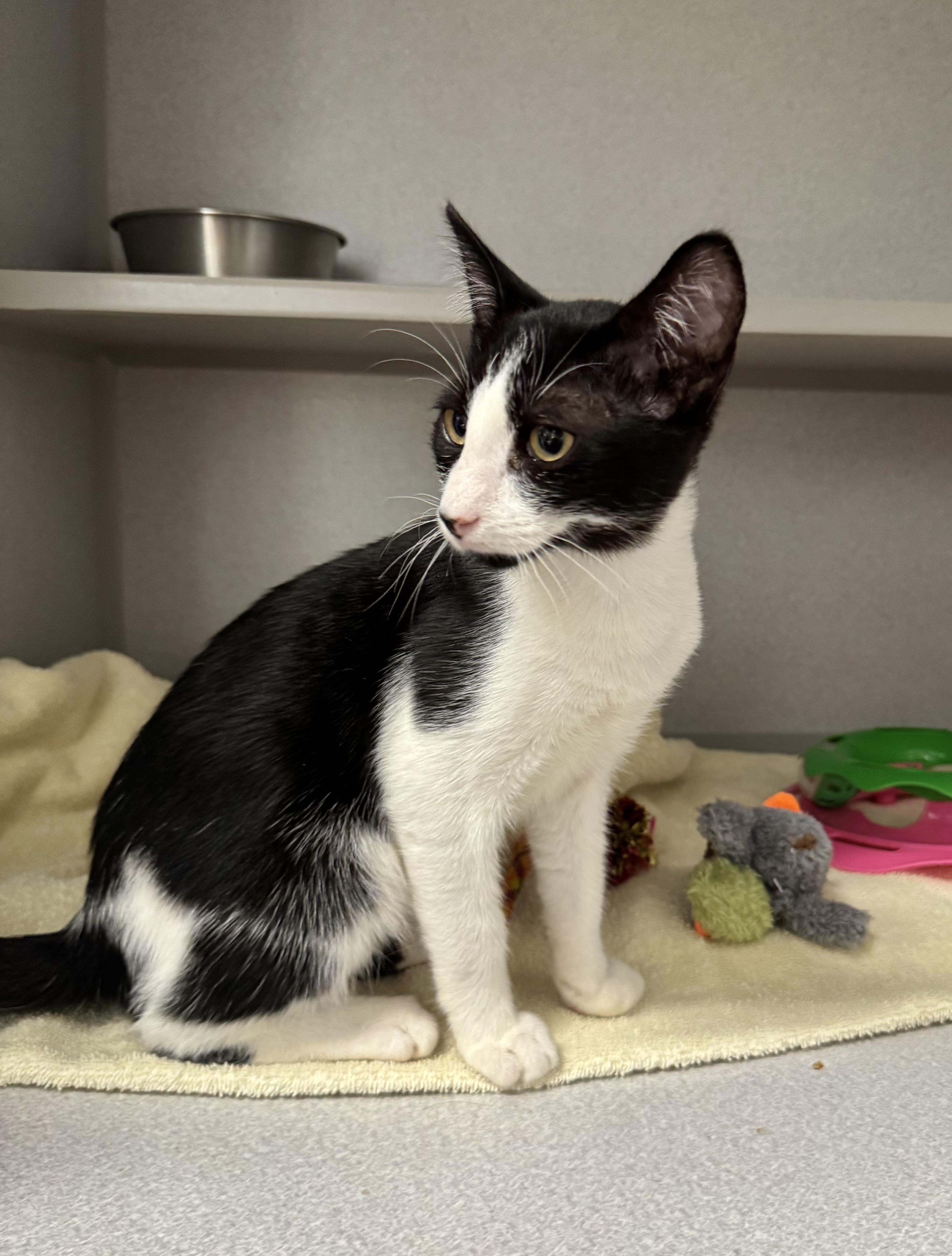 Enlarge -Whiskey, a ADOPTABLE mixed breed in Red Bluff, CA image 6/6