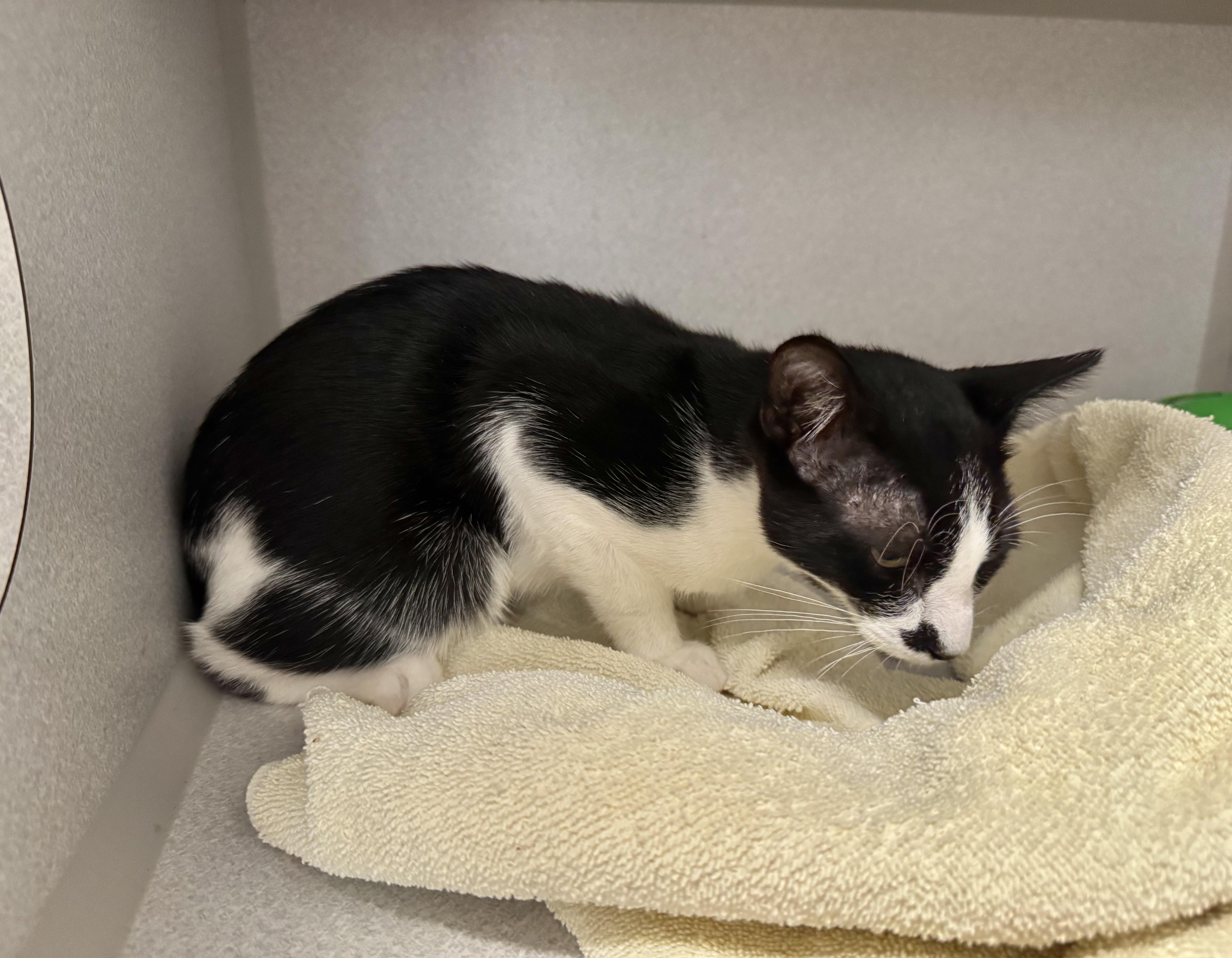 Enlarge -Whiskey, a ADOPTABLE mixed breed in Red Bluff, CA image 4/6