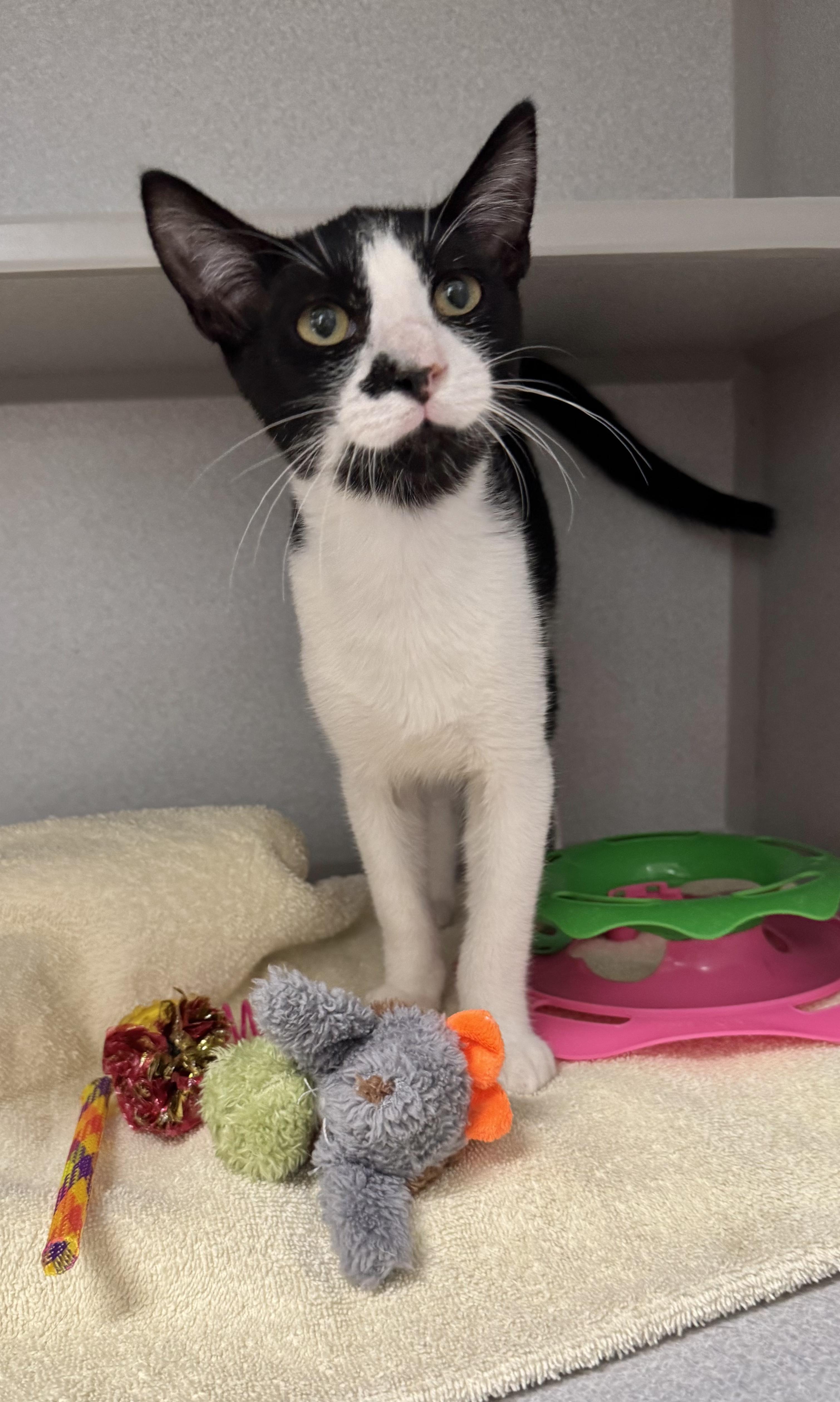 Enlarge -Whiskey, a ADOPTABLE mixed breed in Red Bluff, CA image 3/6