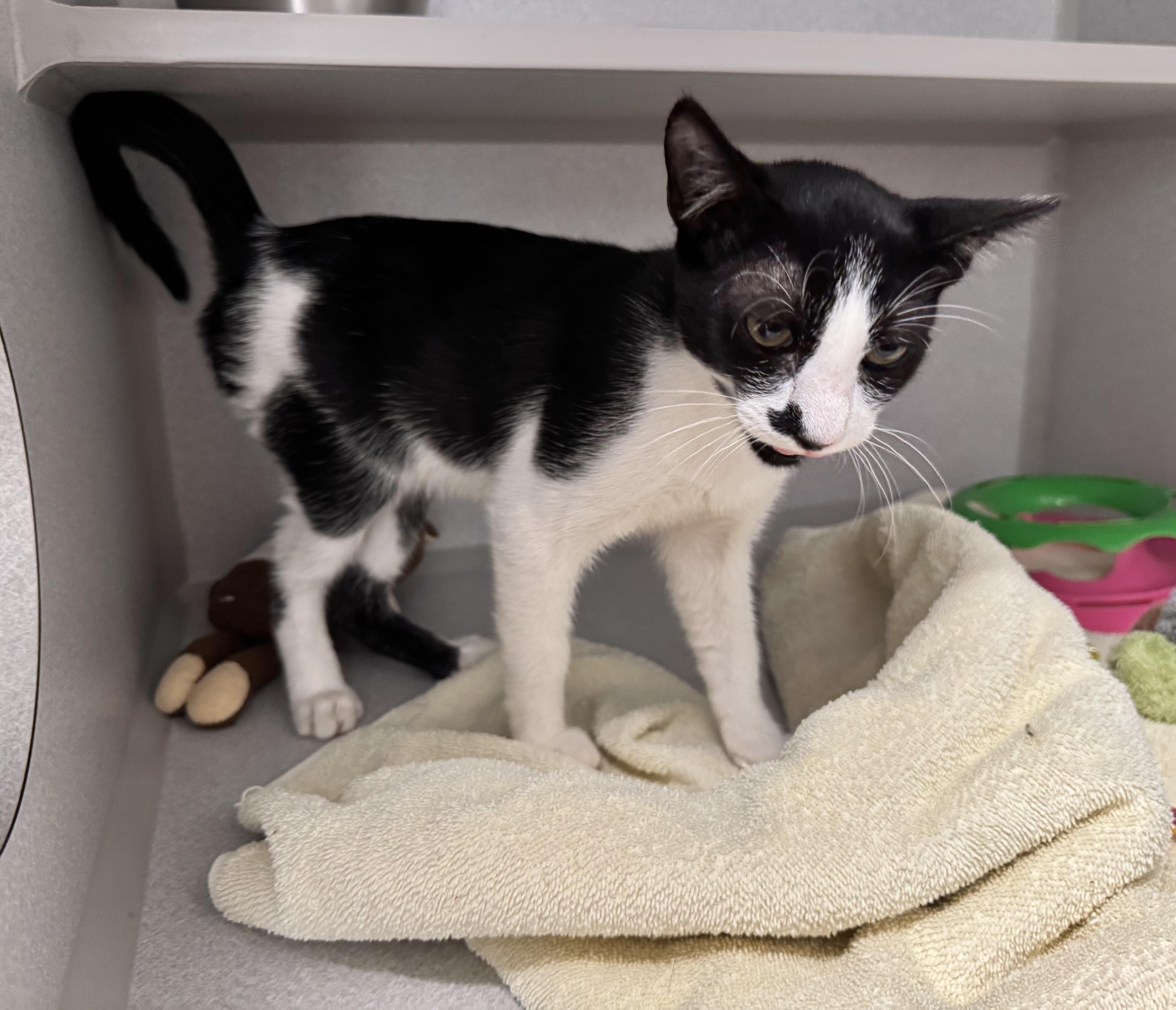 Enlarge -Whiskey, a ADOPTABLE mixed breed in Red Bluff, CA image 2/6